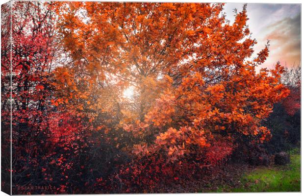 Shining through the autumn leaves Canvas Print by Dejan Travica