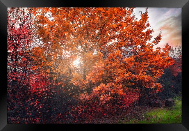 Shining through the autumn leaves Framed Print by Dejan Travica