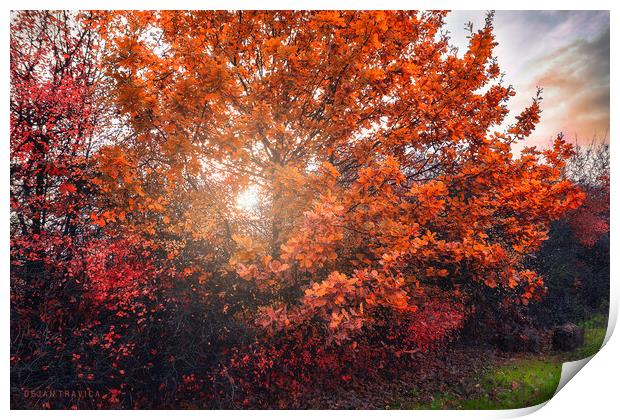 Shining through the autumn leaves Print by Dejan Travica