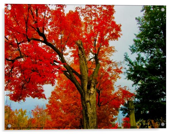 Fall Trees Acrylic by Stephanie Moore