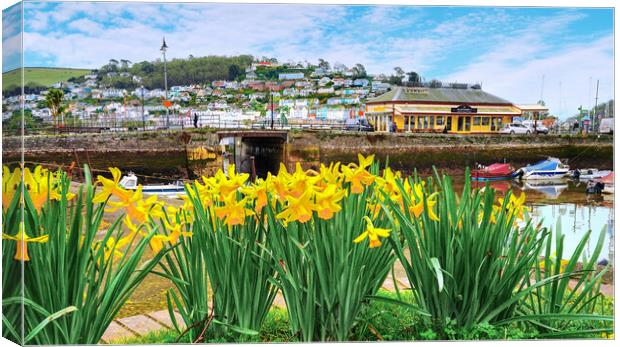 Dartmouth Daffodils  Canvas Print by Alison Chambers