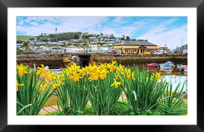 Dartmouth Daffodils  Framed Mounted Print by Alison Chambers