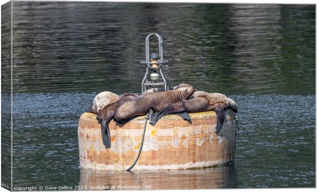 Steller Sea lions resting on a mooring buoy in Price William Sound, Alaska, USA Canvas Print by Dave Collins