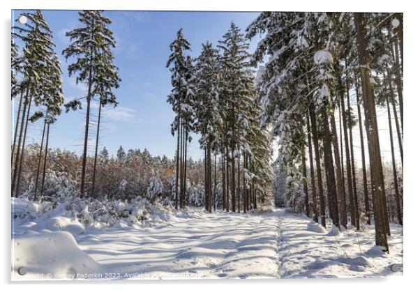 Snowy forest after heavy snowfall in central Europe Acrylic by Sergey Fedoskin