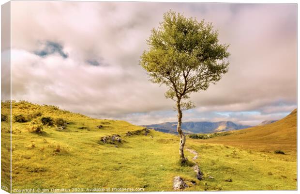 Lone tree on the Isle of Skye, Scotland Canvas Print by jim Hamilton