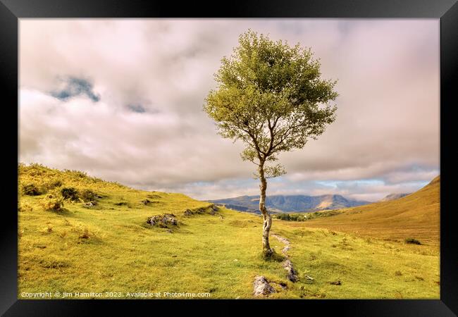 Lone tree on the Isle of Skye, Scotland Framed Print by jim Hamilton