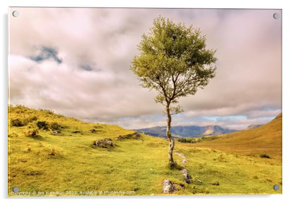 Lone tree on the Isle of Skye, Scotland Acrylic by jim Hamilton