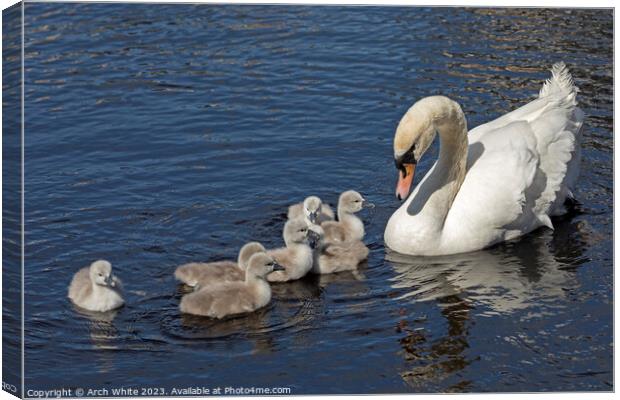 Mute Swan Mother's Love Canvas Print by Arch White