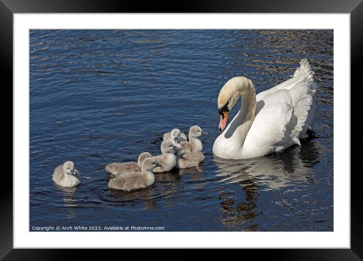Mute Swan Mother's Love Framed Mounted Print by Arch White