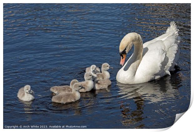 Mute Swan Mother's Love Print by Arch White