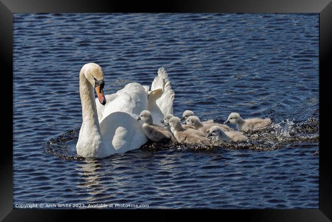 Mute Swan Mother's Love Framed Print by Arch White