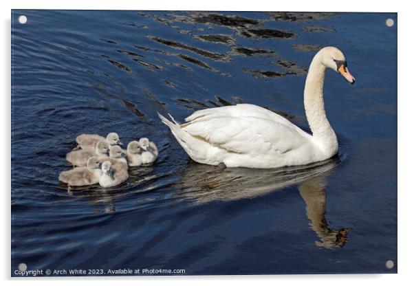 Mute Swan Mother's Love Acrylic by Arch White