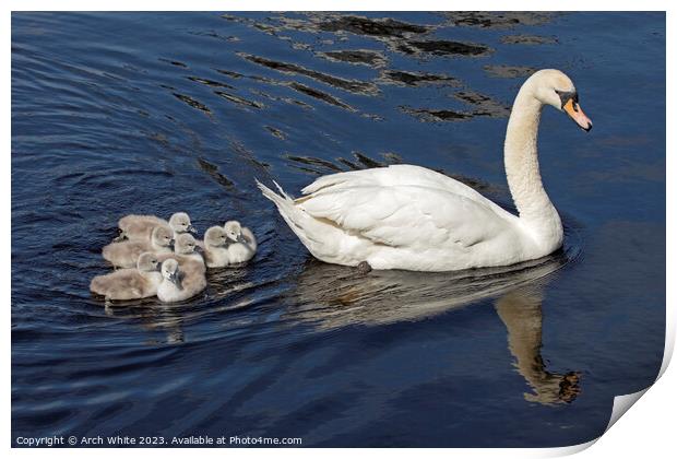 Mute Swan Mother's Love Print by Arch White