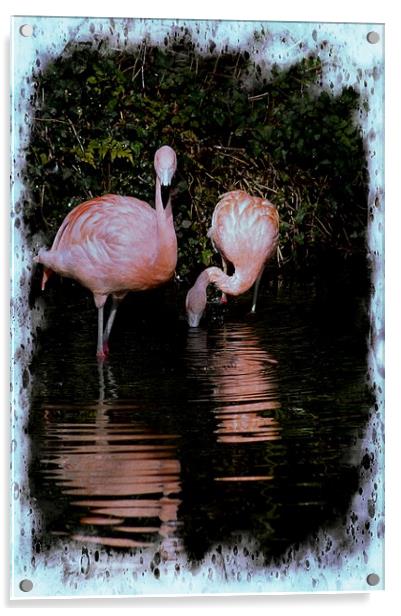 Pretty Flamingo Acrylic by David Mccandlish
