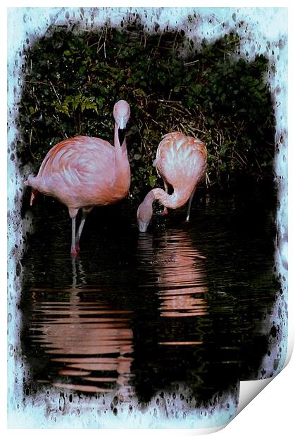 Pretty Flamingo Print by David Mccandlish