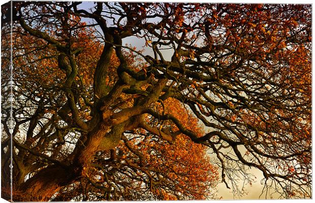 Autumness Canvas Print by Jason Connolly
