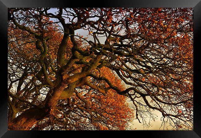 Autumness Framed Print by Jason Connolly