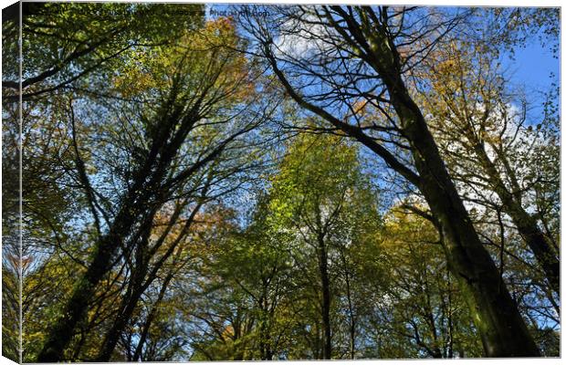 Upward Photograph of trees ahead in Autumn 2023  Canvas Print by Nick Jenkins