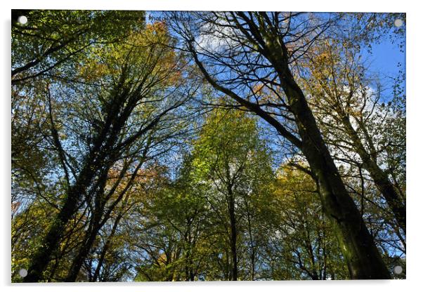 Upward Photograph of trees ahead in Autumn 2023  Acrylic by Nick Jenkins