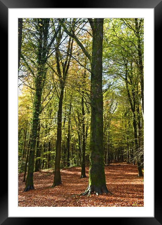 Upright of Trees at Fforest Fawr in Autumn 2023  Framed Mounted Print by Nick Jenkins