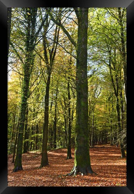 Upright of Trees at Fforest Fawr in Autumn 2023  Framed Print by Nick Jenkins