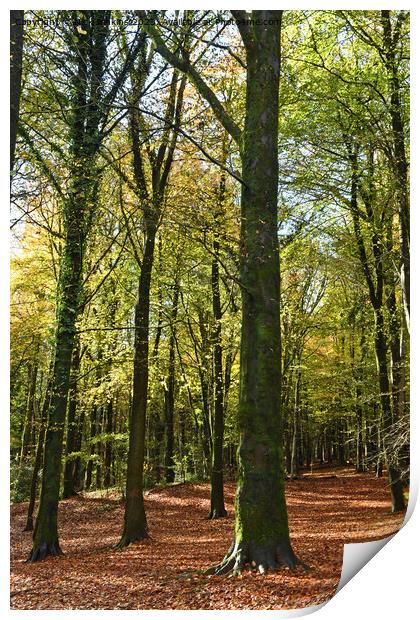 Upright of Trees at Fforest Fawr in Autumn 2023  Print by Nick Jenkins