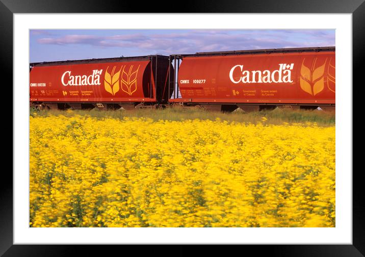 rail hopper cars with flowering canola in the foreground Framed Mounted Print by Dave Reede
