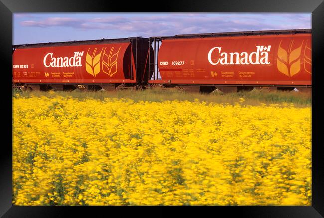 rail hopper cars with flowering canola in the foreground Framed Print by Dave Reede