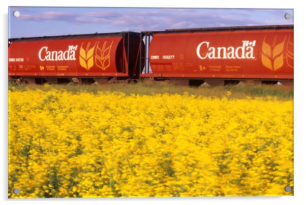 rail hopper cars with flowering canola in the foreground Acrylic by Dave Reede