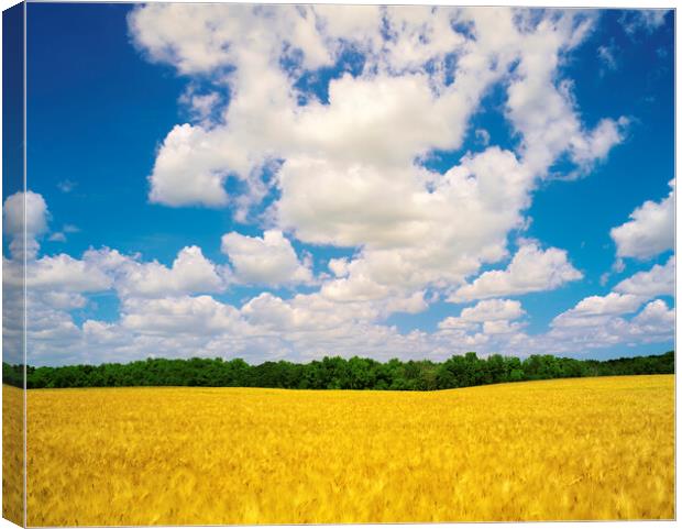 mature barley crop and sky with cumulus clouds Canvas Print by Dave Reede