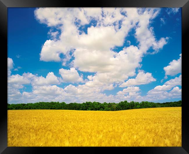 mature barley crop and sky with cumulus clouds Framed Print by Dave Reede