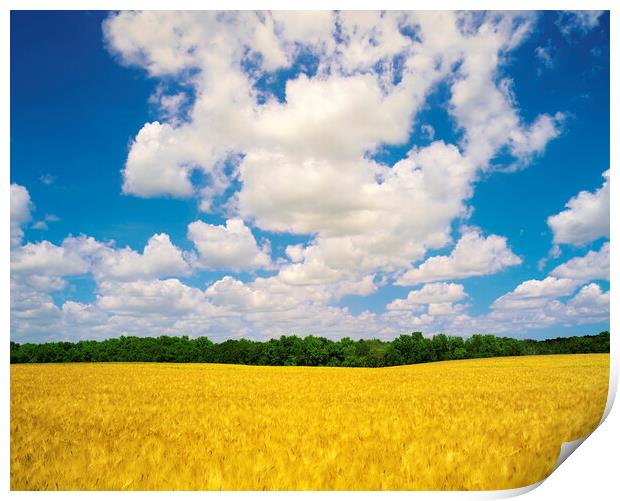 mature barley crop and sky with cumulus clouds Print by Dave Reede