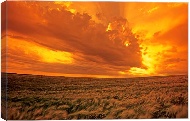 barley crop and sky with developing cumulonimbus clouds Canvas Print by Dave Reede