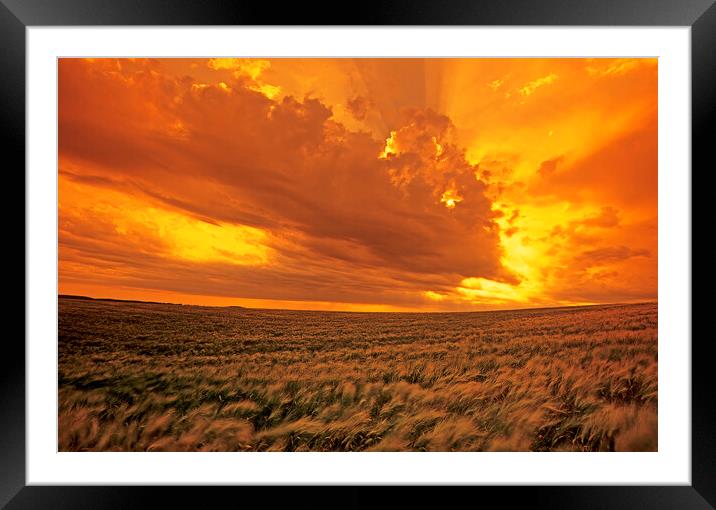 barley crop and sky with developing cumulonimbus clouds Framed Mounted Print by Dave Reede