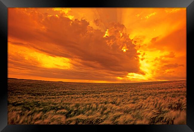 barley crop and sky with developing cumulonimbus clouds Framed Print by Dave Reede
