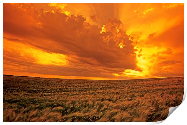 barley crop and sky with developing cumulonimbus clouds Print by Dave Reede