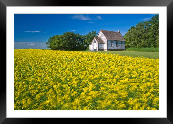 wind-blown bloom stage canola field with old church in the background Framed Mounted Print by Dave Reede
