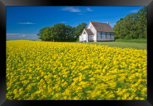 wind-blown bloom stage canola field with old church in the background Framed Print by Dave Reede