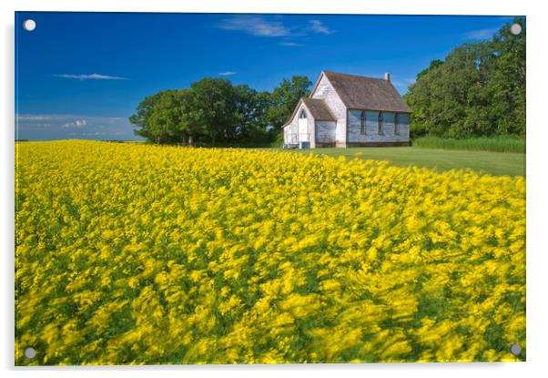 wind-blown bloom stage canola field with old church in the background Acrylic by Dave Reede