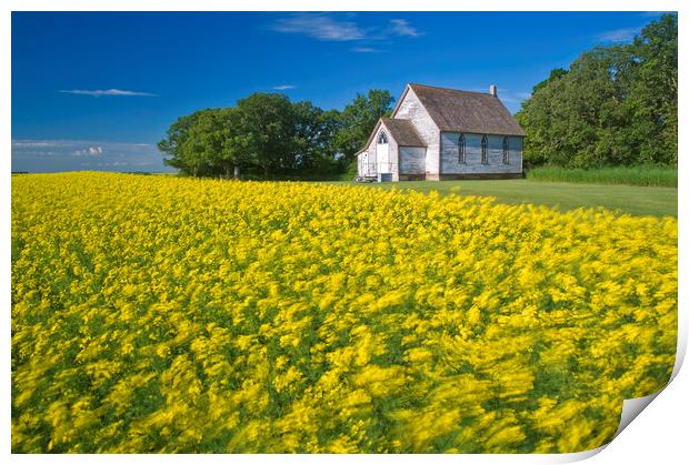 wind-blown bloom stage canola field with old church in the background Print by Dave Reede