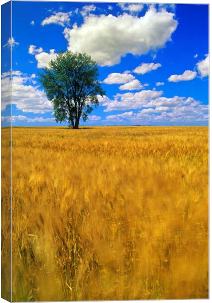 a maturing barley crop blows around in the wind with a cottonwood tree and a sky with cumulus clouds Canvas Print by Dave Reede