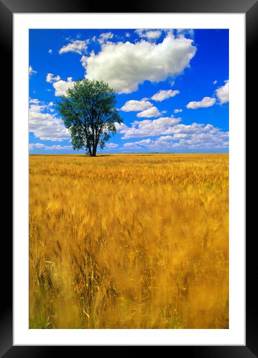 a maturing barley crop blows around in the wind with a cottonwood tree and a sky with cumulus clouds Framed Mounted Print by Dave Reede