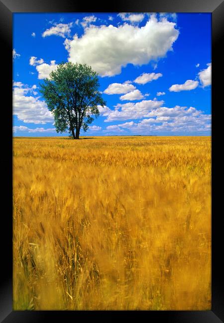 a maturing barley crop blows around in the wind with a cottonwood tree and a sky with cumulus clouds Framed Print by Dave Reede
