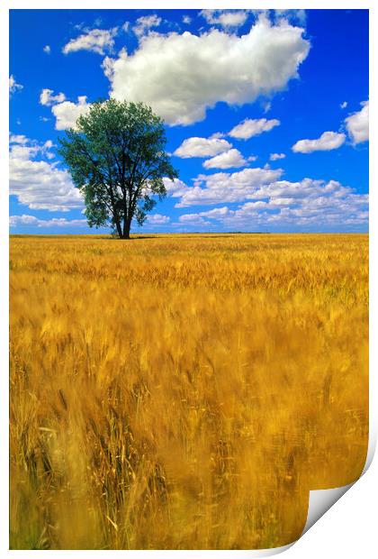 a maturing barley crop blows around in the wind with a cottonwood tree and a sky with cumulus clouds Print by Dave Reede
