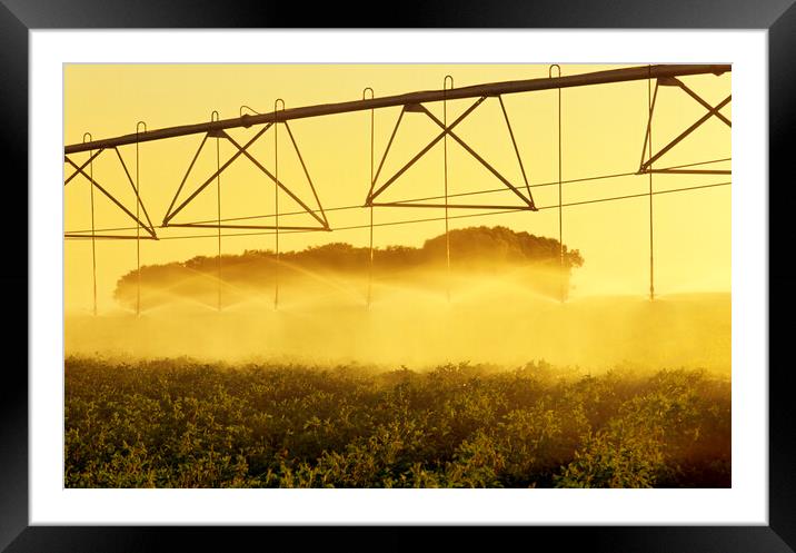 center pivital irrigation system irrigates potatoes Framed Mounted Print by Dave Reede