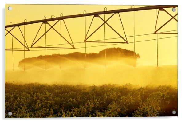 center pivital irrigation system irrigates potatoes Acrylic by Dave Reede