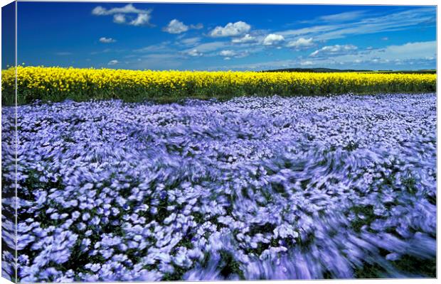 wind-blown flowering flax field with canola  in the background Canvas Print by Dave Reede