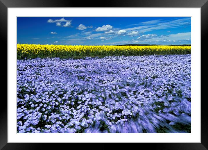 wind-blown flowering flax field with canola  in the background Framed Mounted Print by Dave Reede