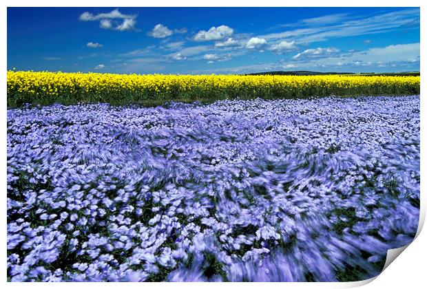 wind-blown flowering flax field with canola  in the background Print by Dave Reede