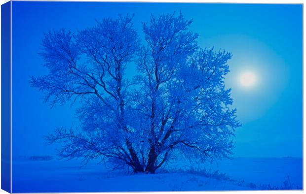 hoarfrost on tree Canvas Print by Dave Reede